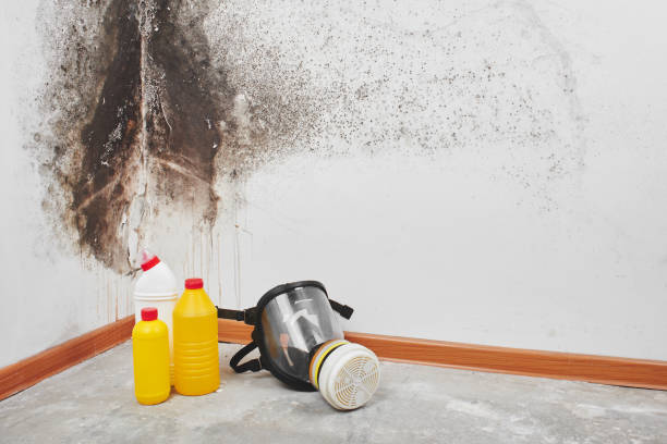 Best Local Mold Removal Service  in Vine Hill, CA