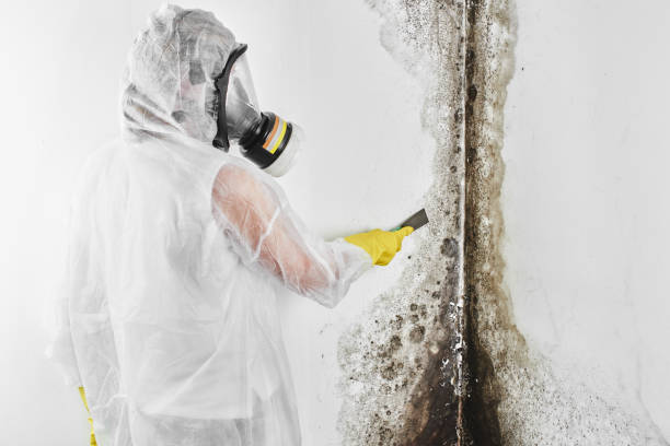 Best Mold Removal Near Me  in Vine Hill, CA