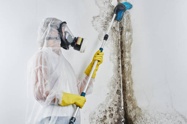 Best Same-Day Mold Removal  in Vine Hill, CA