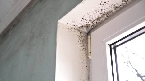 Best Mold Testing  in Vine Hill, CA