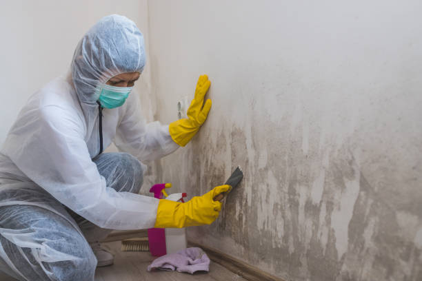 Best Attic Mold Removal  in Vine Hill, CA