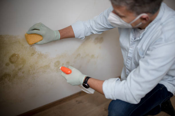 Best Emergency Mold Removal  in Vine Hill, CA