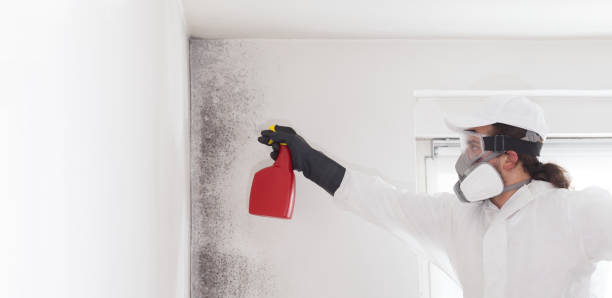 Best Residential Mold Removal  in Vine Hill, CA