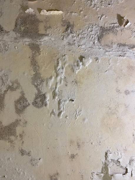  Vine Hill, CA Mold Removal Pros