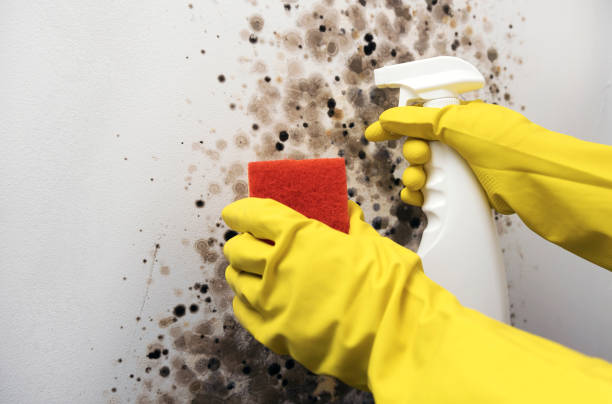 Best Crawl Space Mold Removal  in Vine Hill, CA