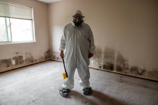 Best Certified Mold Removal  in Vine Hill, CA