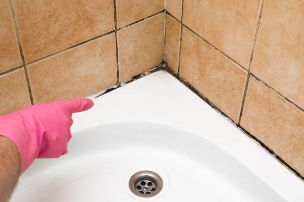 Best Mold Removal Company Near Me  in Vine Hill, CA
